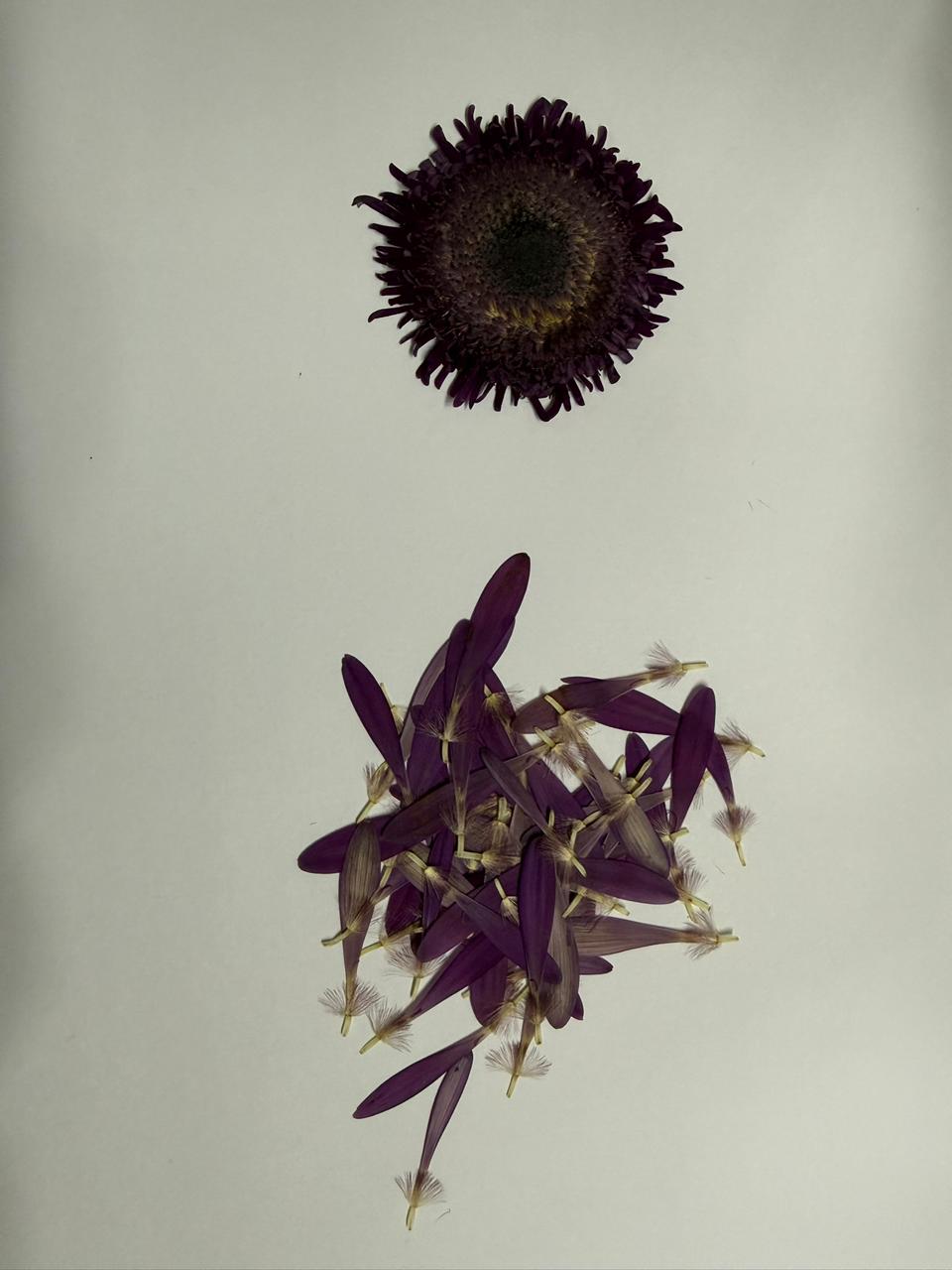 Floral Shelter - Pieza 4